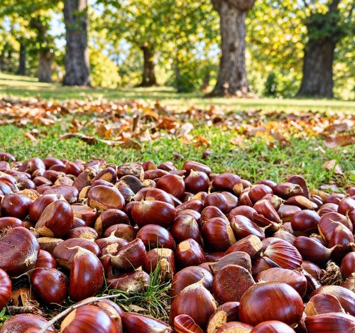 Castagne fresche - castagne,
