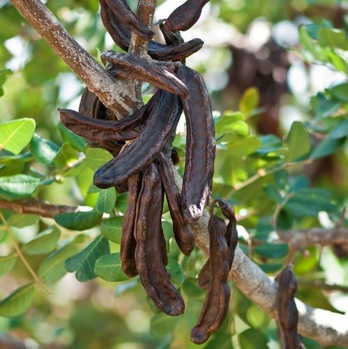 5kg carrube siciliane - 5kg, siciliane,