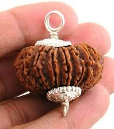 Face mukhi rudraksha - face,