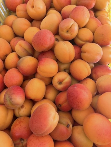 Albicocche sicilia dei - kg,