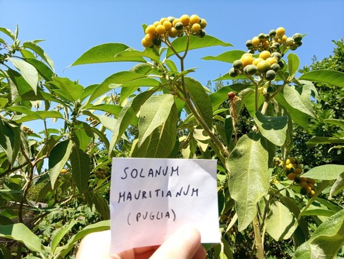 500 semi solanum - semi, mauritianum