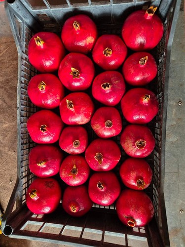 Melograno frutto bio - frutto, punica
