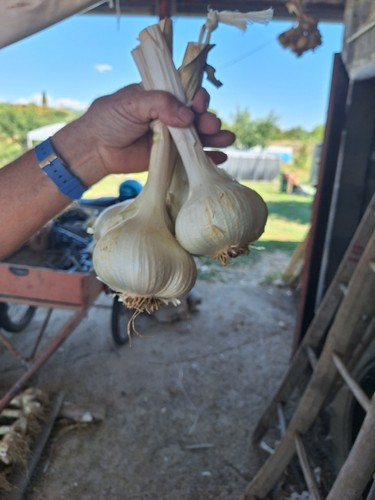 Aglione della val chiana - di,