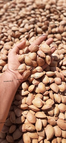 Mandorle guscio bio - kg,